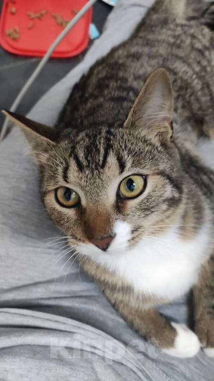 Кошки в Москве: котенок Тася ишет дом Девочка, 10 руб. - фото 3