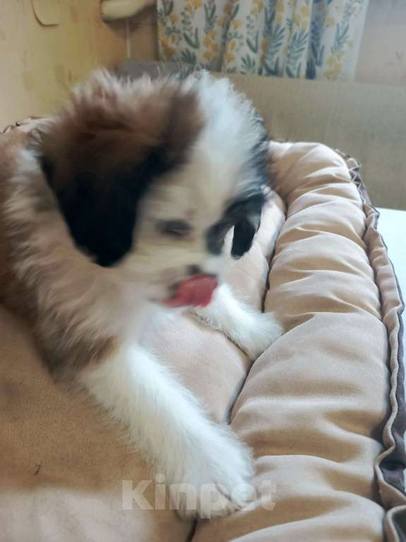 Собаки в других городах Курской области: Девочка Мона, 2-х месячного возраста, окрас цветной, бело- коричневый, очень красивый.  Девочка, 15 000 руб. - фото 4