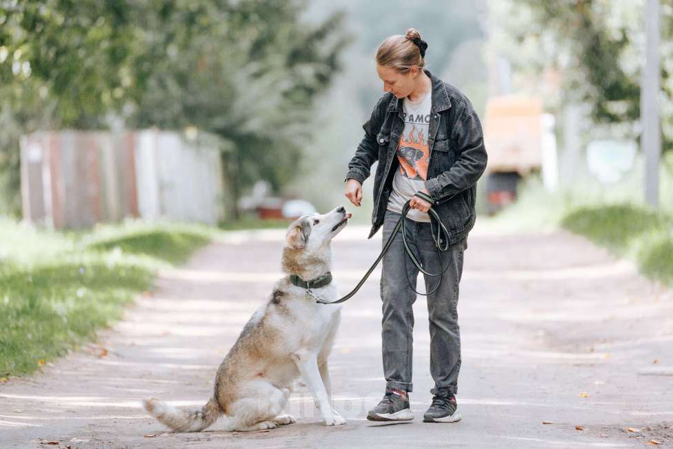Собаки в Москве: Ярик в поисках дома Мальчик, Бесплатно - фото 4