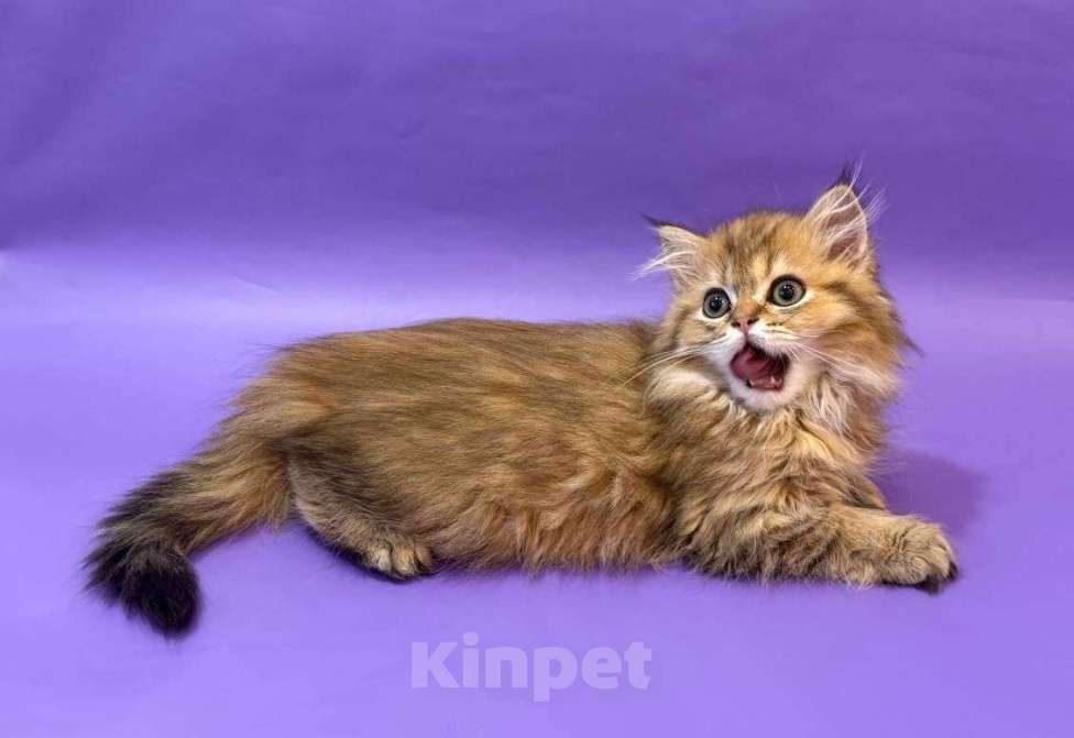 Кошки в Клине: Амулет Мальчик, 30 000 руб. - фото 1