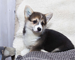 Собаки в Краснодаре: Вельш корги пемброк - шикарные щенки Мальчик, 55 000 руб. - фото 2