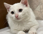 Кошки в Москве: Белый малыш Юки. Котенок в добрые руки. Мальчик, Бесплатно - фото 6
