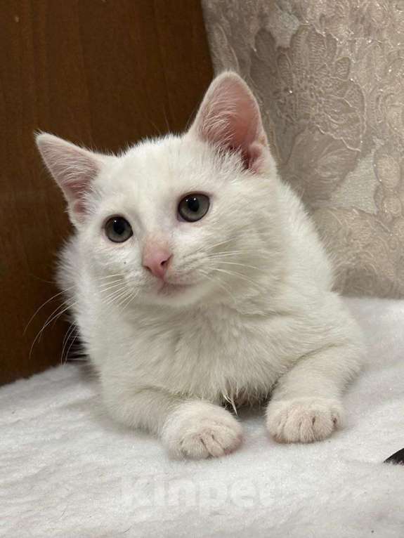 Кошки в Москве: Белый малыш Юки. Котенок в добрые руки. Мальчик, Бесплатно - фото 6