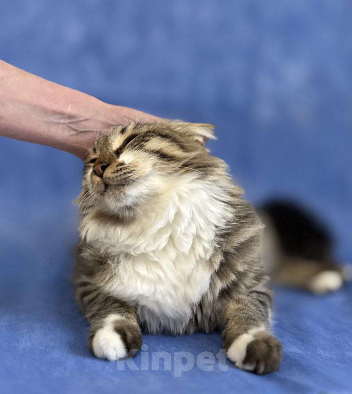 Кошки в Москве: Кемер из курортного Кемера ищет семью Мальчик, Бесплатно - фото 10