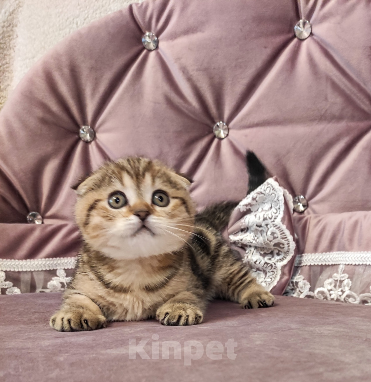 Кошки в Калуге: Шотландский вислоухий котенок Мальчик, 49 000 руб. - фото 2