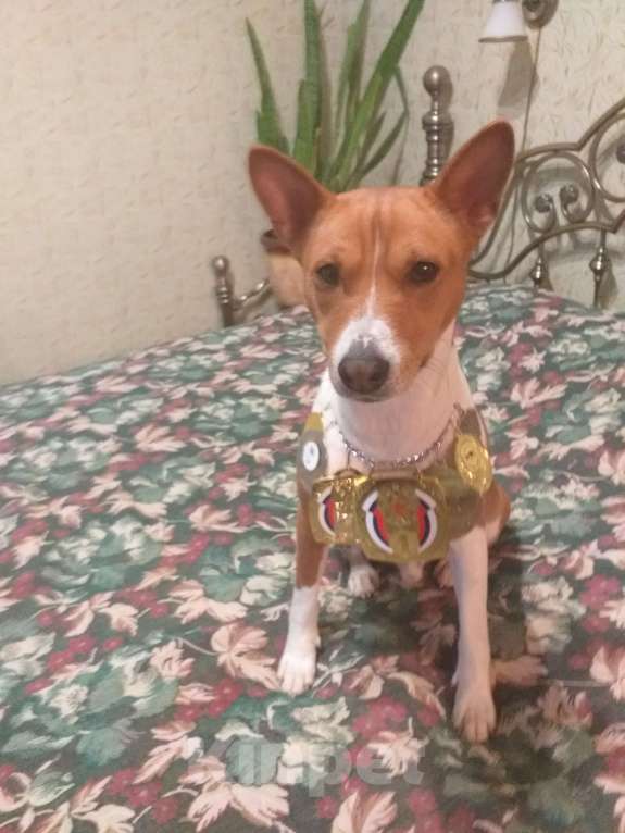 Собаки в Щелково: Неоднократный Чемпион России ищет девочку. Мальчик, 10 000 руб. - фото 5