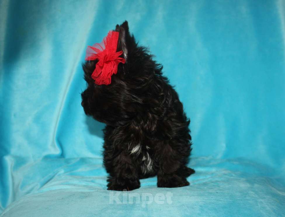 Собаки в Москве: Шоколадный йорк Девочка, 70 000 руб. - фото 3