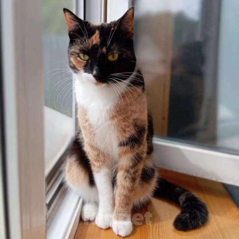 Кошки в Москве: Шоколадке не везёт Девочка, Бесплатно - фото 2