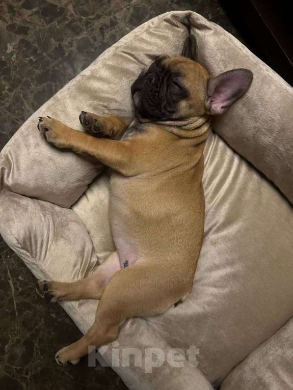 Собаки в Москве: Девочка , Таисия Девочка, 50 000 руб. - фото 1