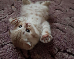 Кошки в Ветлуге: Вязка, 1 500 руб. - фото 3