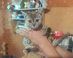 Кошки в Малоархангельске: Котята, Бесплатно - фото 3