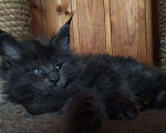 Кошки в Ливны: Котята мейн-кун, 50 000 руб. - фото 2