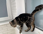 Кошки в Теберде: Молодой котик ищет дом, Бесплатно - фото 8