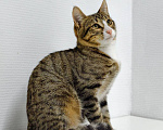 Кошки в Москве: СЁМА — большой полосатый маменькин сыночек Мальчик, Бесплатно - фото 2