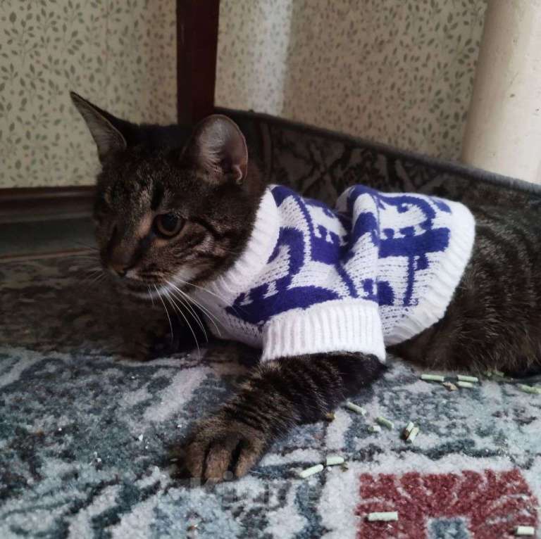 Кошки в Москве: У Милы один глазик Девочка, Бесплатно - фото 2