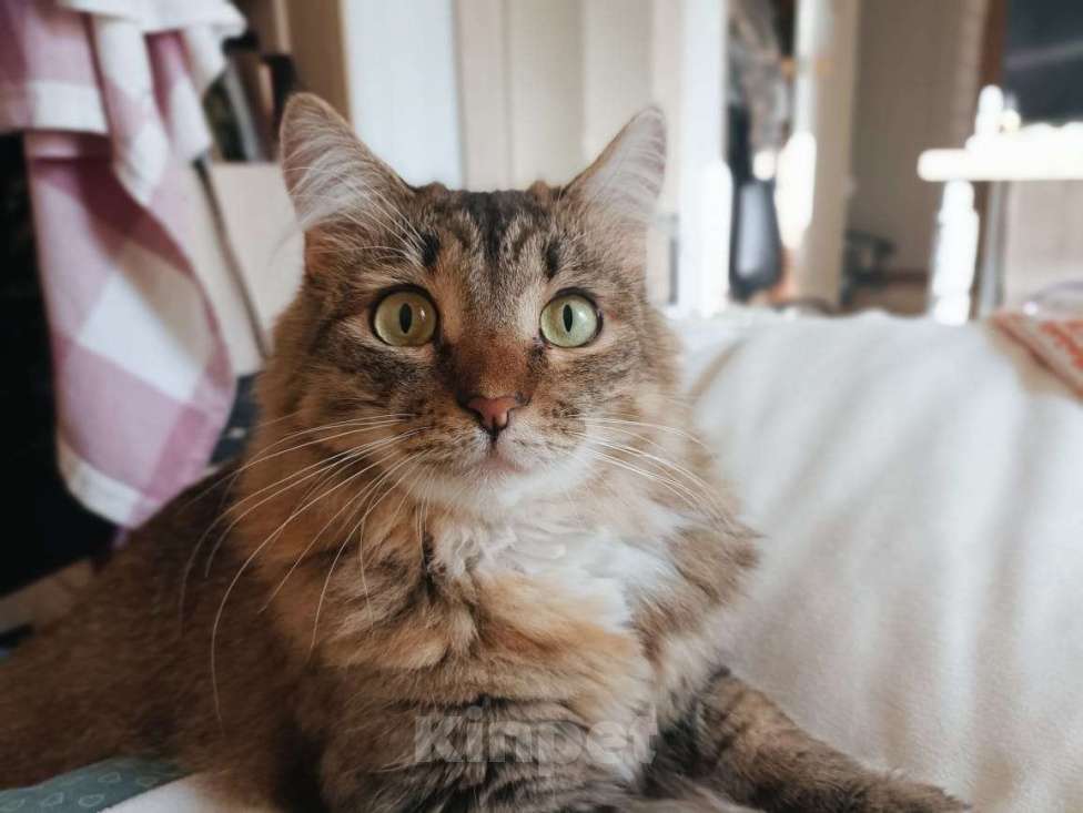 Кошки в Москве: Пушистая красотка Афина (3 г.) в дар Девочка, Бесплатно - фото 4