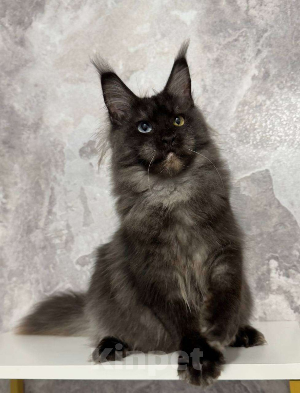 Кошки в Санкт-Петербурге: Девочка Девочка, 10 000 руб. - фото 2