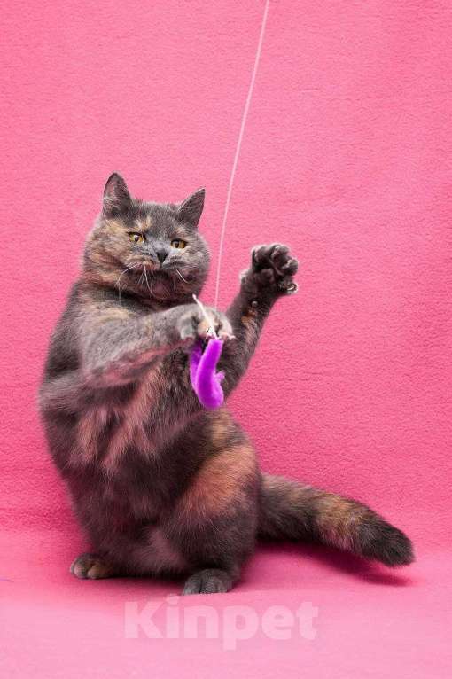 Кошки в Москве: Кошка в добрые руки Девочка, Бесплатно - фото 3