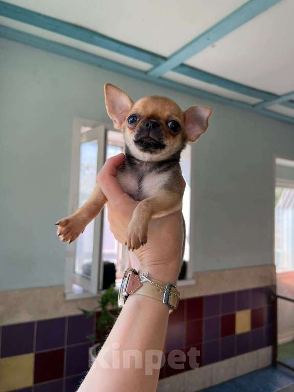 Собаки в Тюмени: Чихуахуа  Мальчик, 20 000 руб. - фото 4