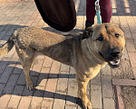 Собаки в Москве: Это не вы потеряли свой хвост??? Мы нашли! 🐕 Мальчик, Бесплатно - фото 10