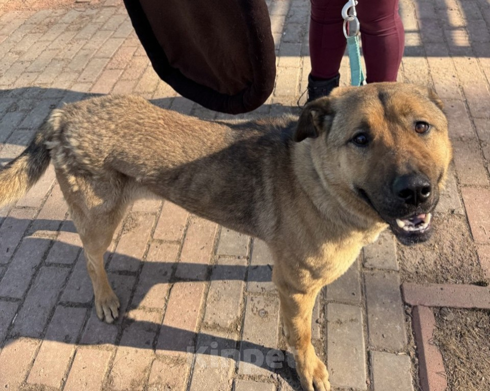 Собаки в Москве: Это не вы потеряли свой хвост??? Мы нашли! 🐕 Мальчик, Бесплатно - фото 10
