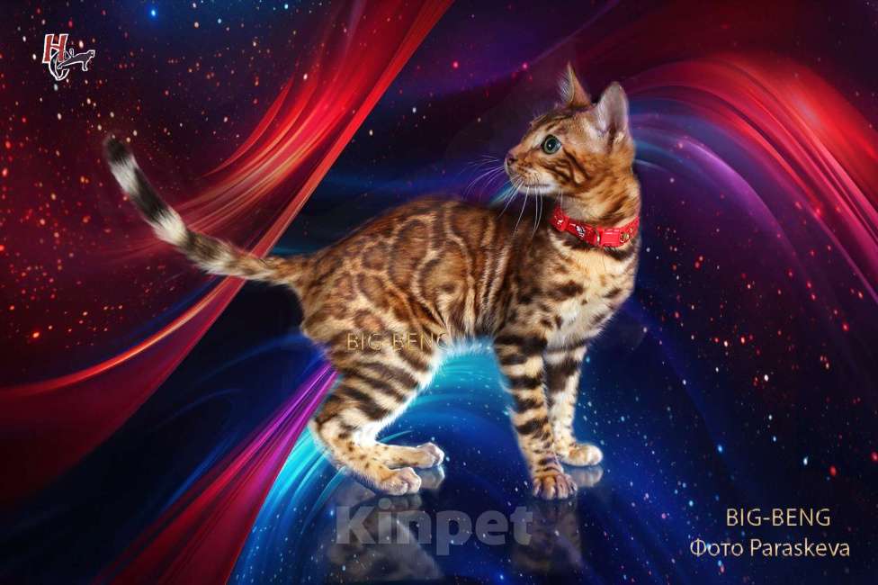 Кошки в Санкт-Петербурге: бенгальский мальчик Мальчик, 40 000 руб. - фото 3