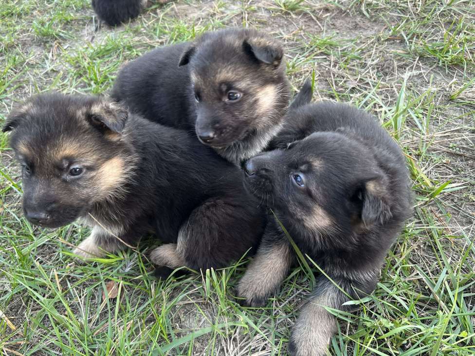 Собаки в Шатуре: Щенки восточноевропейской овчарки, 6 000 руб. - фото 1