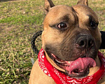 Собаки в Чайковском: Американский булли Мальчик, Бесплатно - фото 2