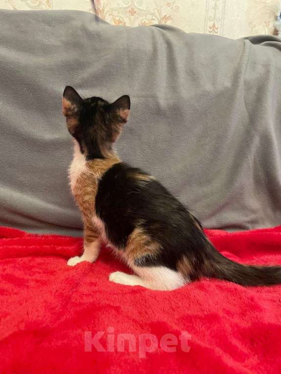 Кошки в Санкт-Петербурге: Маленькая звездочка Варенька Девочка, Бесплатно - фото 3