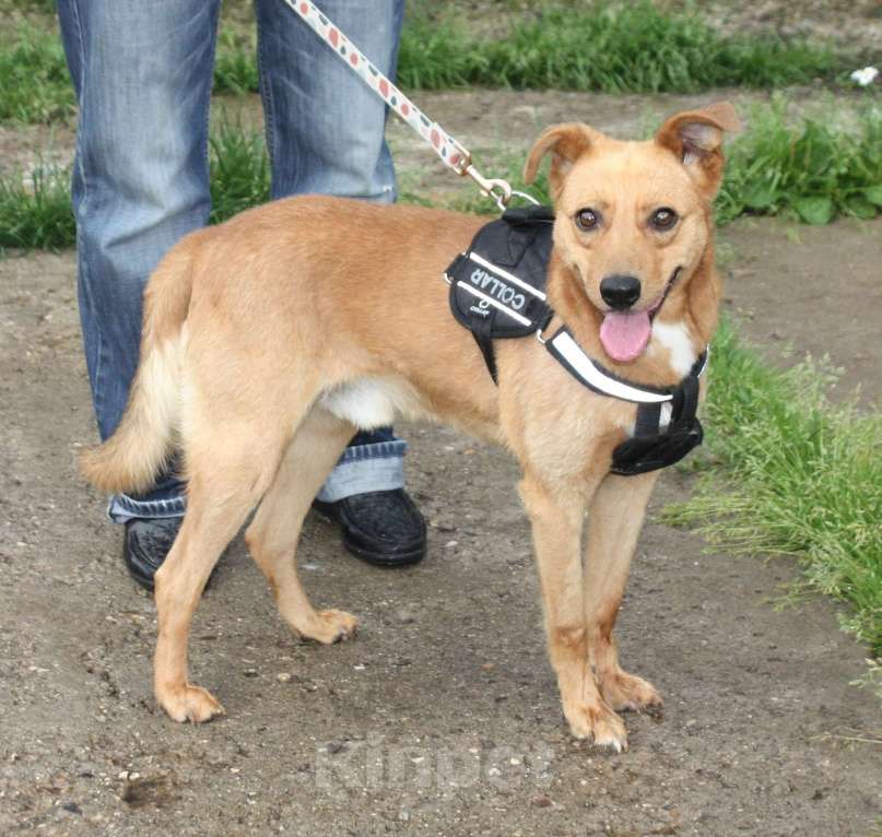 Собаки в Москве: Добрый, жизнерадостный Чук мечтает о родной семье и доме! Мальчик, Бесплатно - фото 2