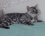 Кошки в Москве: Бенгальский кот Мальчик, Бесплатно - фото 2
