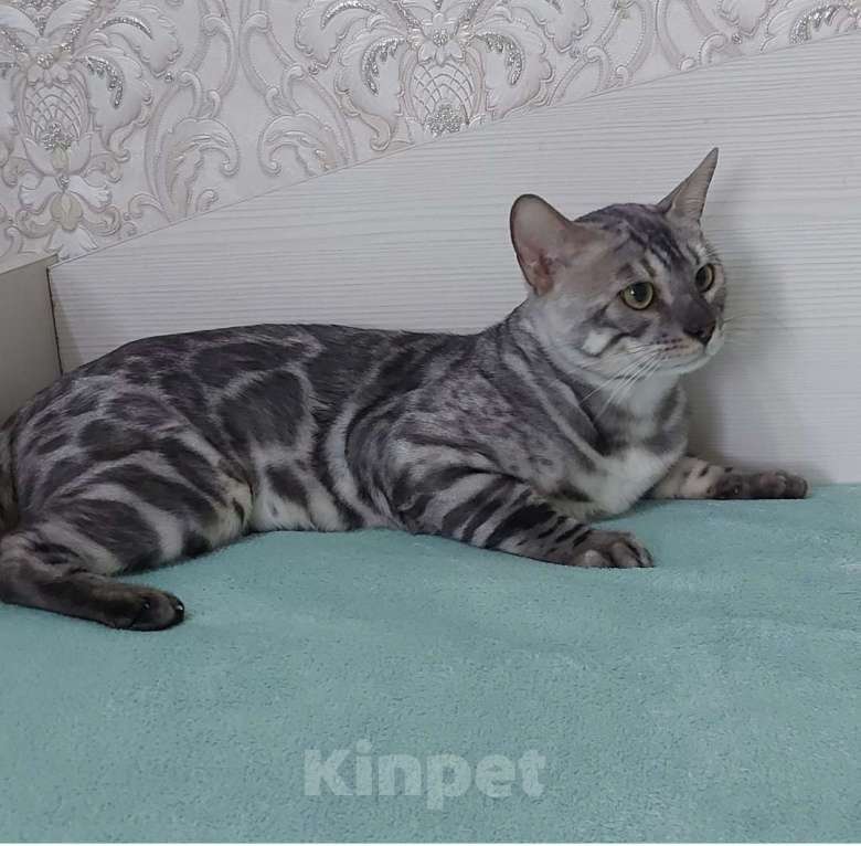 Кошки в Москве: Бенгальский кот Мальчик, Бесплатно - фото 2