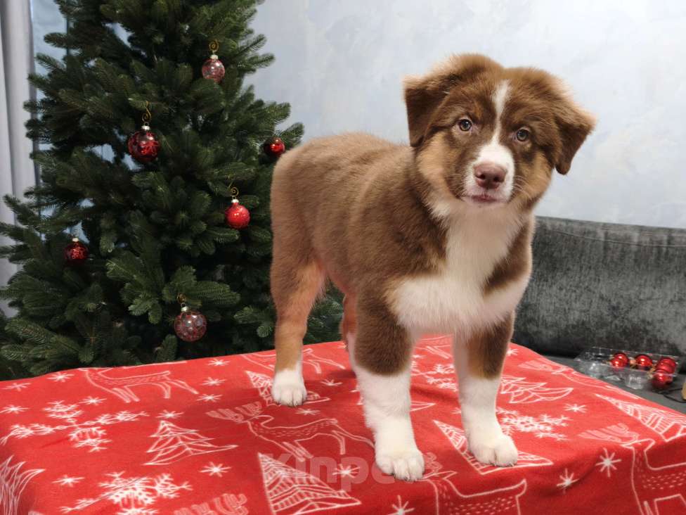 Собаки в Липецке: Австралийская овчарка Девочка, 90 000 руб. - фото 4