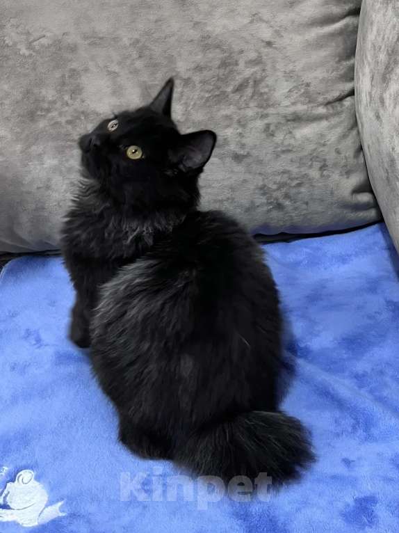 Кошки в Санкт-Петербурге: Черный курильчонок Мальчик, 25 000 руб. - фото 4
