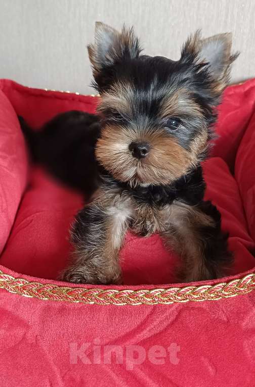 Собаки в других городах Свердловской области: Йоркширский терьер мальчик  Мальчик, 50 000 руб. - фото 4