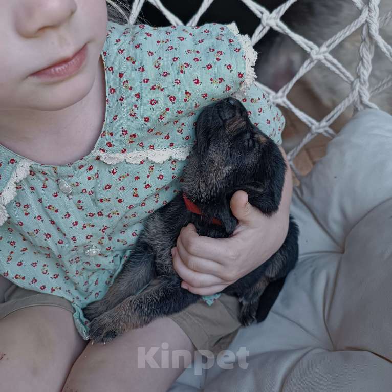 Собаки в Славянске-На-Кубани: Щенок Восточно-Европейской овчарки (девочка)  Девочка, 15 000 руб. - фото 2