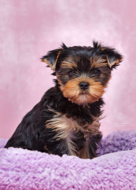 Собаки в Ульяновске: Щенки йоркширского терьера Девочка, Бесплатно - фото 2