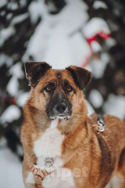 Собаки в Москве: Марти очень ждет семью Мальчик, Бесплатно - фото 1