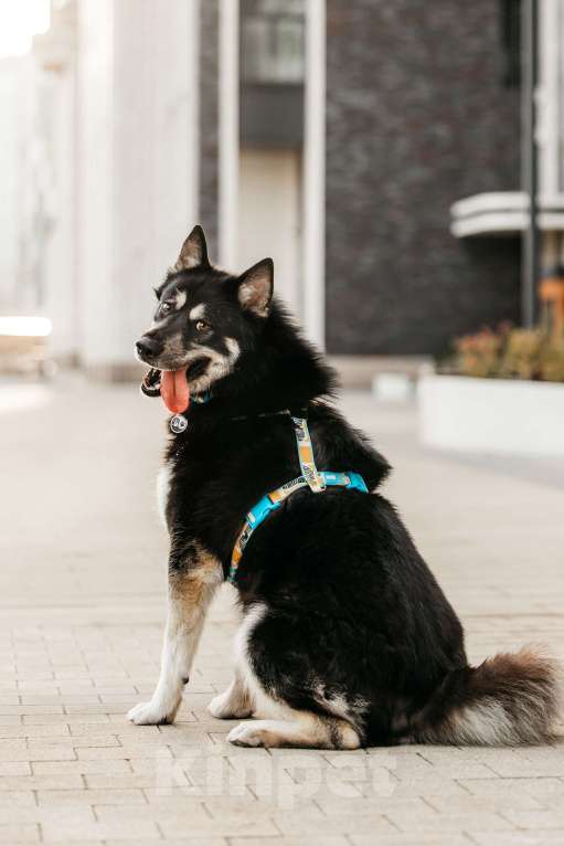 Собаки в Москве: Жизнерадостный Хьюстон ищет дом Мальчик, Бесплатно - фото 3