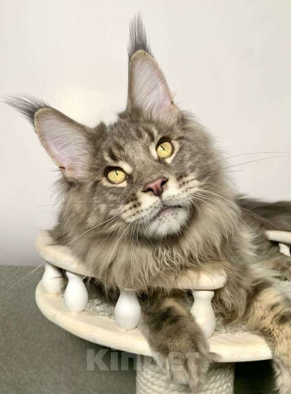 Кошки в Краснодаре: Котенок породы Мейн-кун Мальчик, 35 000 руб. - фото 2