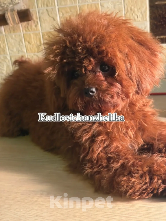 Собаки в Ейске: Тедди пудель девочка 10 месяцев , импорт Китай , невероятно красивая, густая шерсть Девочка, 280 000 руб. - фото 4