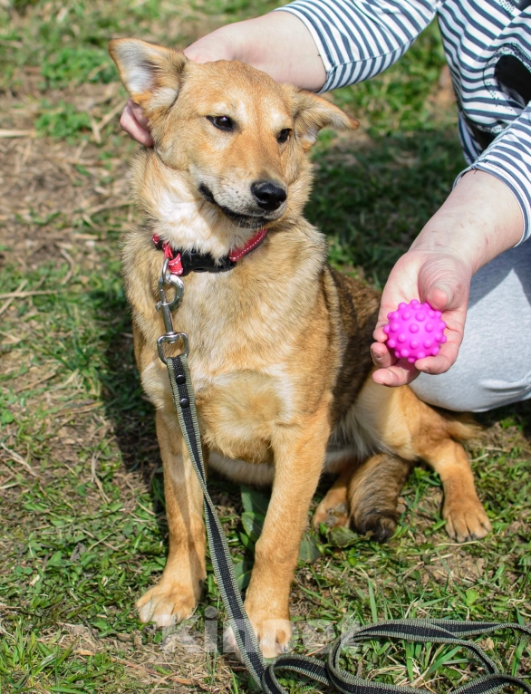 Собаки в других городах Московской области: Сладкая конфетка- Ириска Девочка, Бесплатно - фото 2