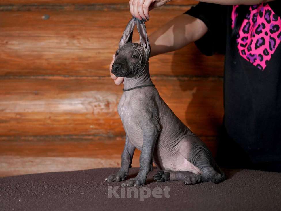 Собаки в Александрове: Щенки Ксолоитцкуинтли стандартного размера  Мальчик, 70 000 руб. - фото 5