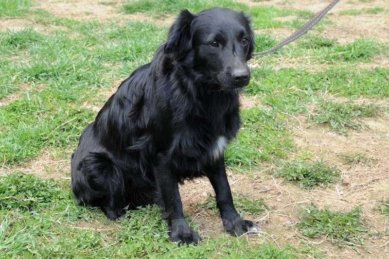 Собаки в Москве: Дарси, скромный пес Мальчик, Бесплатно - фото 2