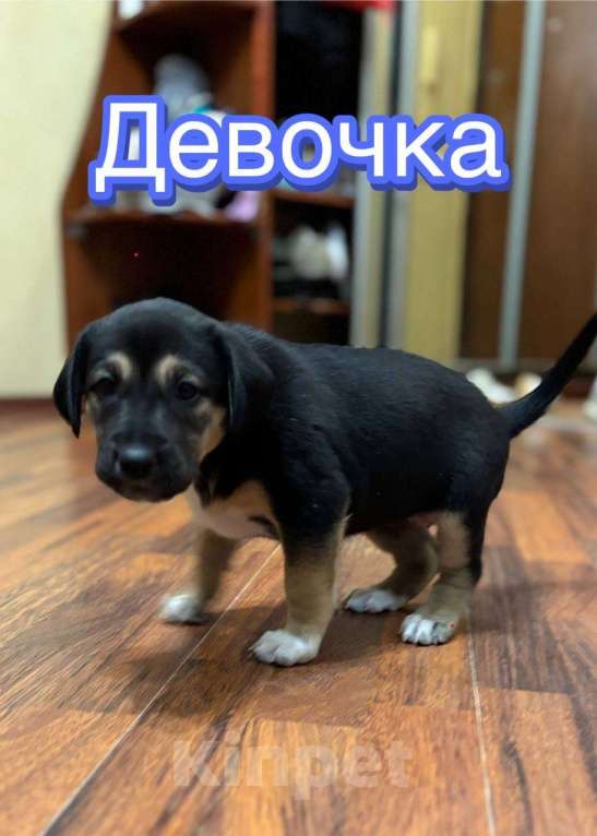 Собаки в Балашихе: Озорная девочка  Девочка, Бесплатно - фото 1