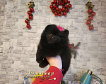 Собаки в Москве: Шпиц померанский редкого черного окраса девочка Девочка, Бесплатно - фото 2