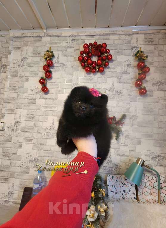 Собаки в Москве: Шпиц померанский редкого черного окраса девочка Девочка, Бесплатно - фото 2