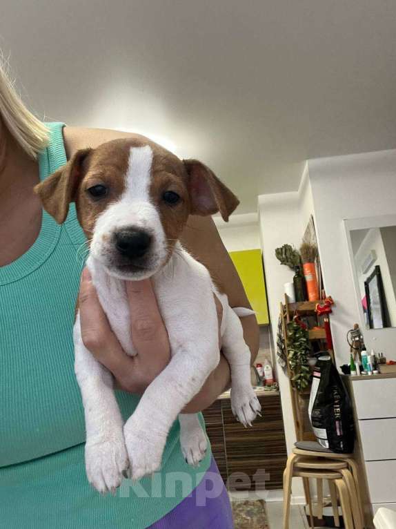 Собаки в Одинцово: Щенок Джек Рассел терьер Мальчик, 45 000 руб. - фото 8