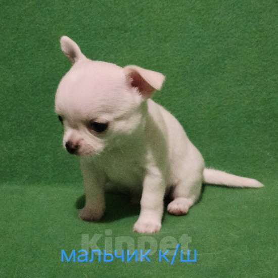 Собаки в Москве: Очаровательный мальчик чихуахуа. Мальчик, 30 000 руб. - фото 7