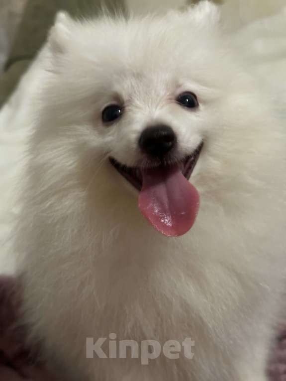 Собаки в Москве: Белый малый немецкий шпиц Девочка, 35 000 руб. - фото 2